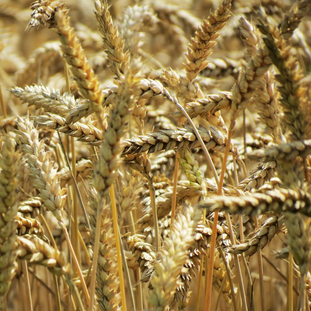 Foto mit flachem Fokus von braunem Weizen