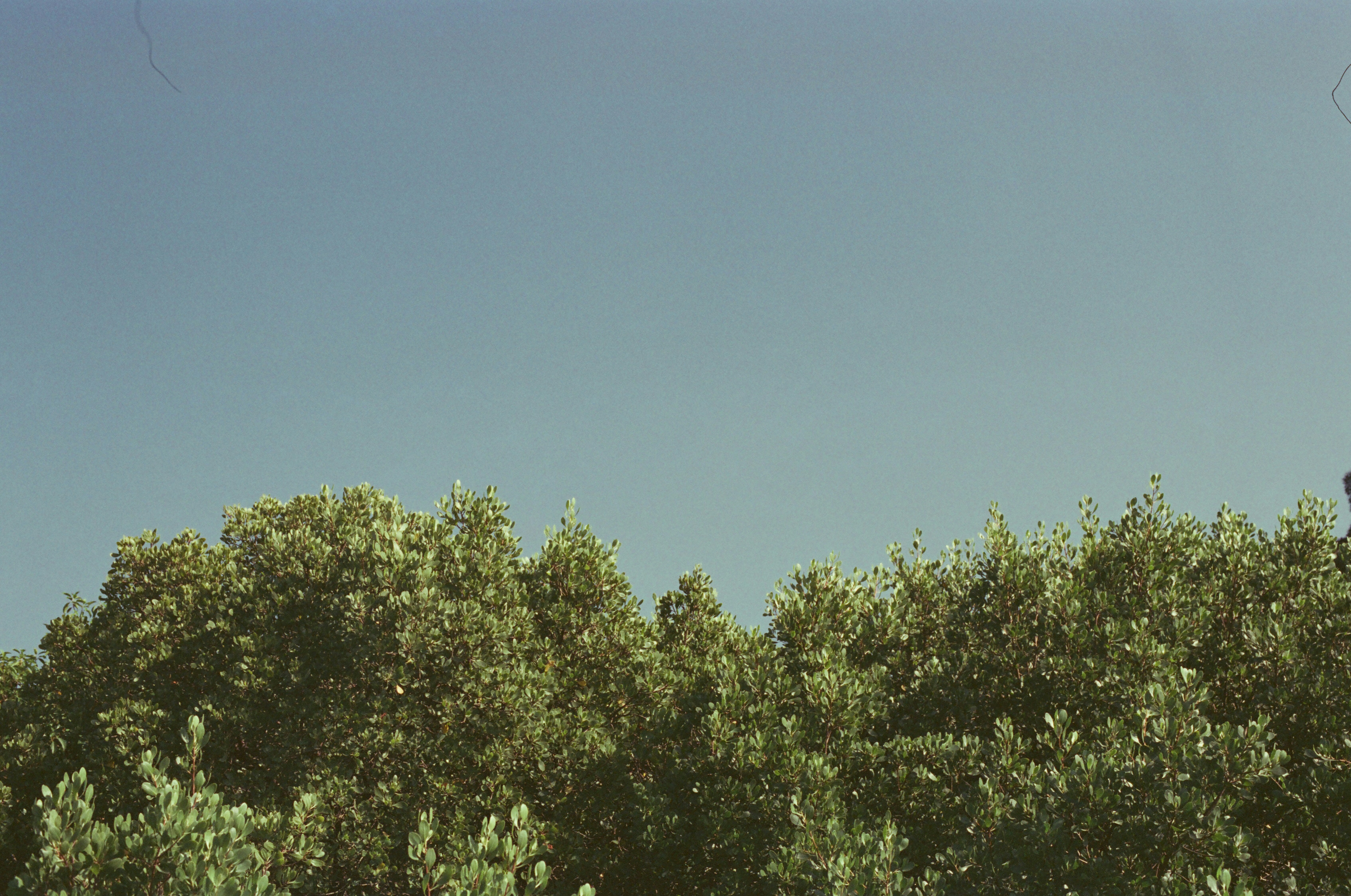 Bushy treetops