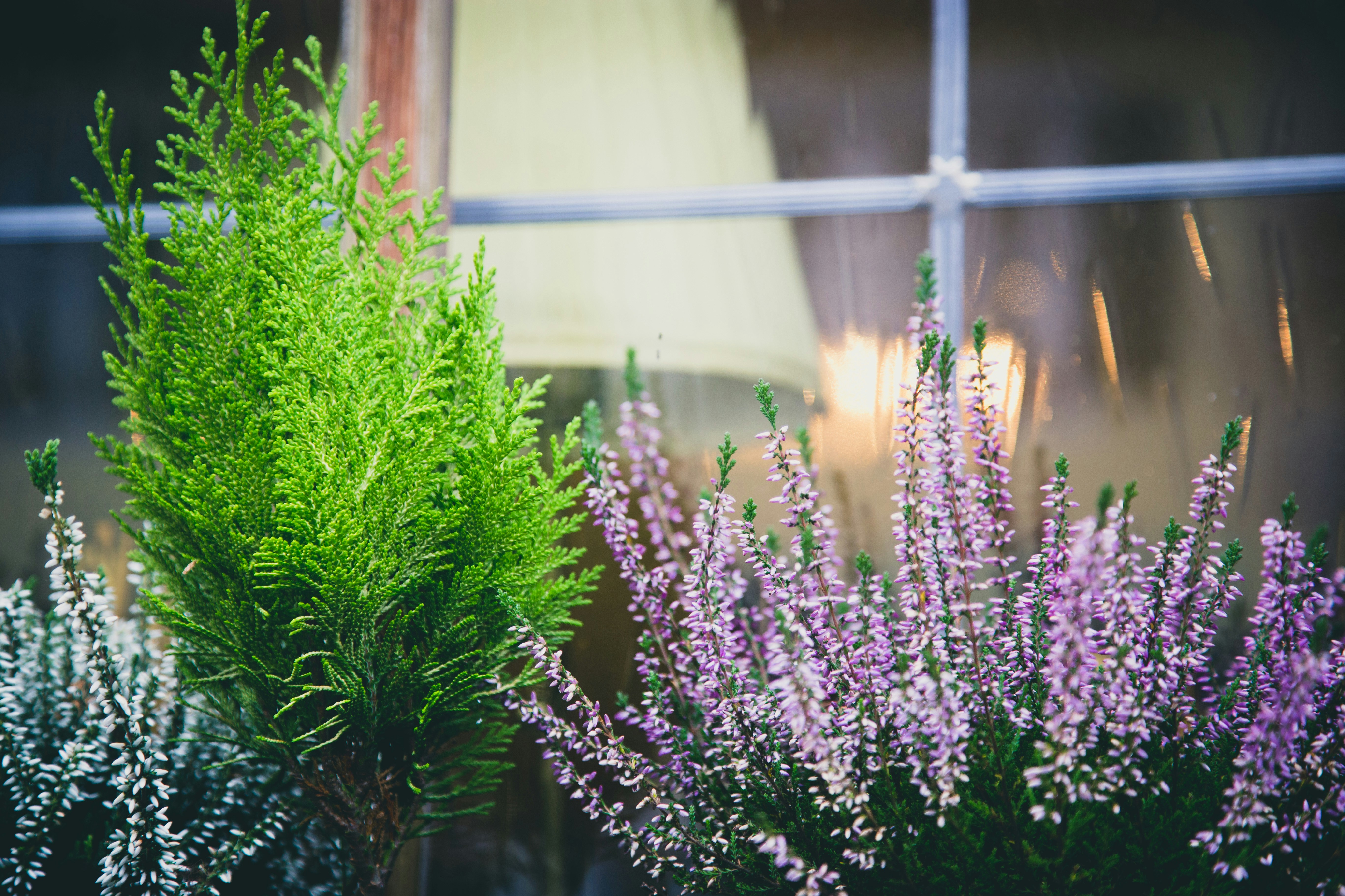 Photo By Francesco Gallarotti