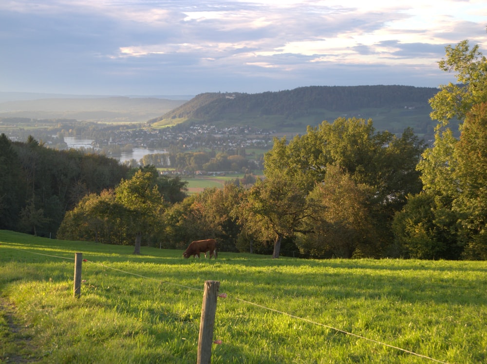 Landschaftsfoto eines Pferdes, das Gras frisst