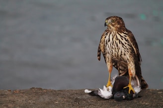 A hawk with brown and white plumage stands on a concrete surface with a captured pigeon beneath its talons, against a blurred gray background.