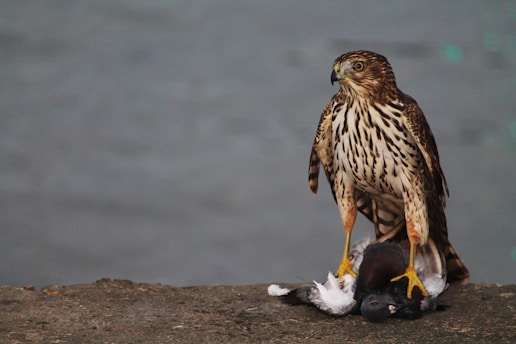 A hawk with brown and white plumage stands on a concrete surface with a captured pigeon beneath its talons, against a blurred gray background.