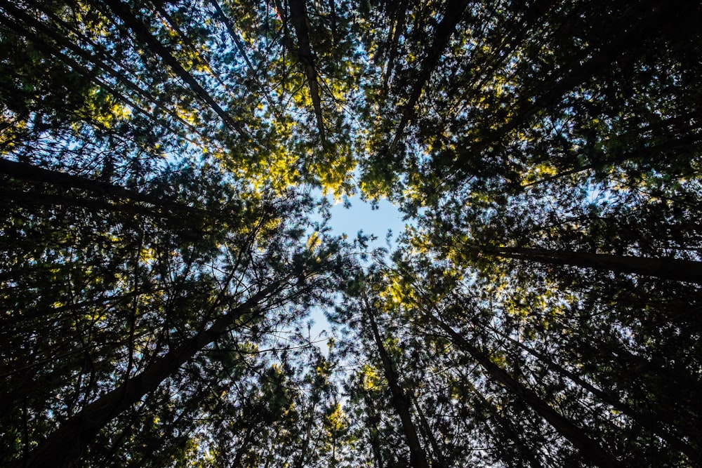 昼間の背の高い木のローアングル撮影