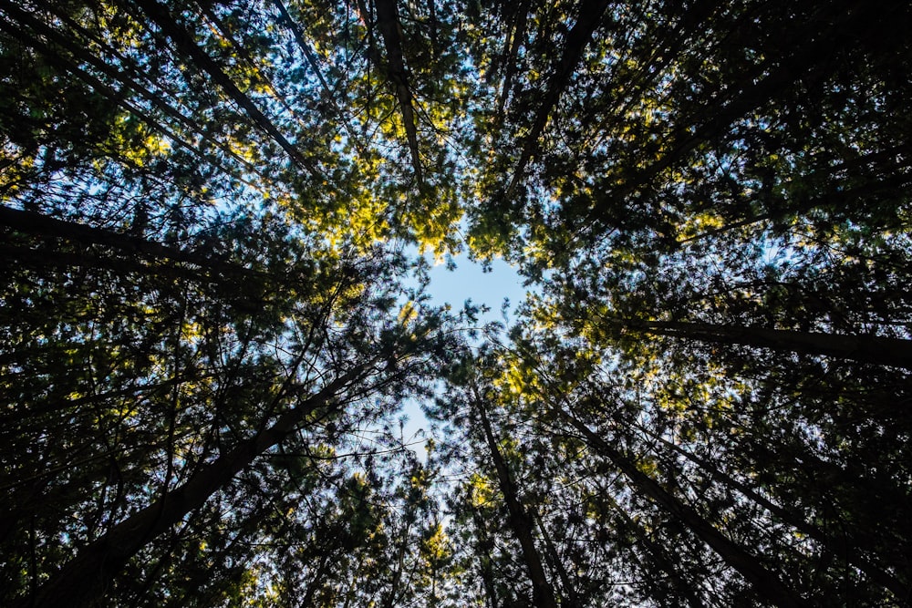 law angle photography of tall trees at daytime