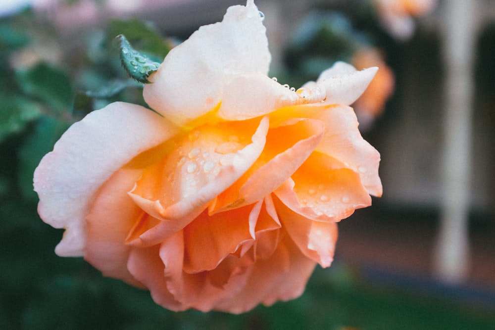 pink rose in bloom with dew drops