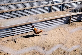 A pheasant is standing on sandy ground within an enclosed wire-mesh pen. The pen is constructed with corrugated metal sheets and wooden beams. The bird's colorful plumage contrasts with the muted tones of the enclosure.