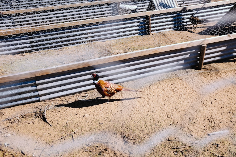 brown bird inside cage