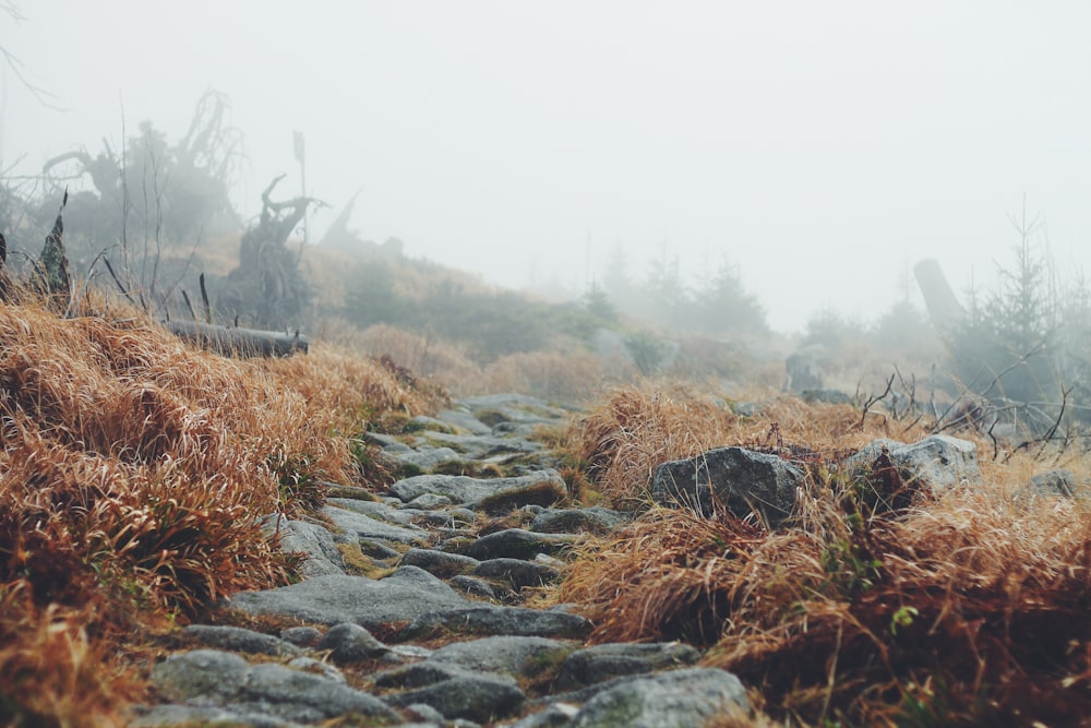 grey stone ladder