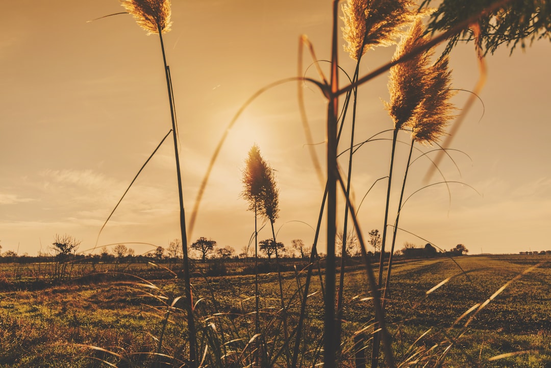 close up photography of grass during daytime