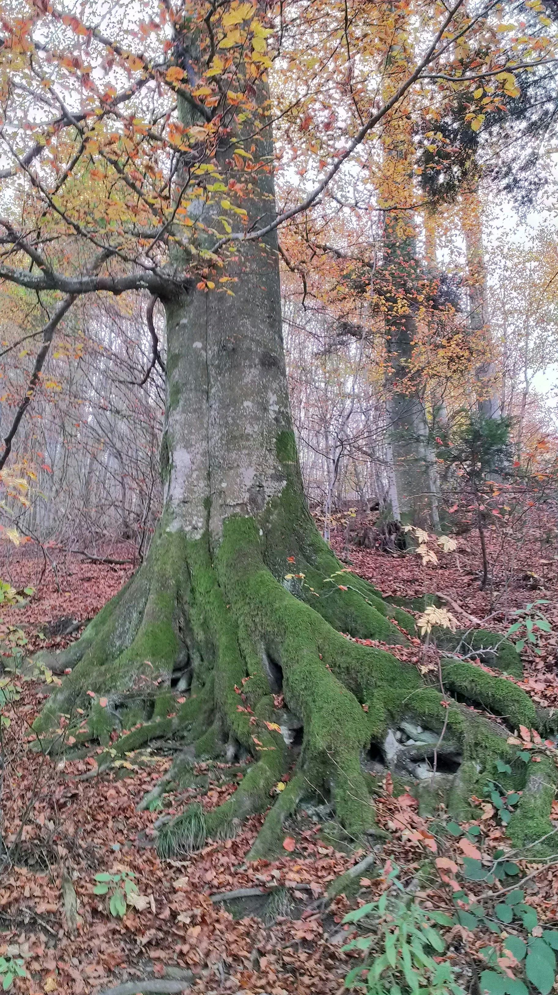 Free Unsplash photo from Marc Wilnauer