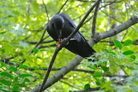 A black crow sits on a tree branch surrounded by lush green leaves, examining a small item in its beak. The scene is set in a dense forest with sunlight filtering through the canopy.