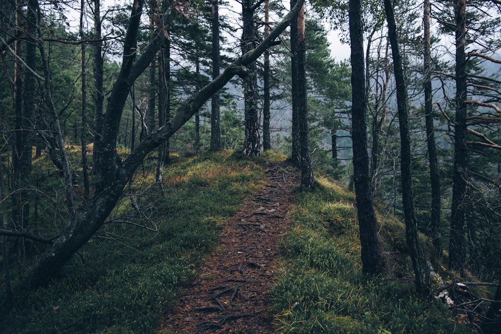 photo of soil road surrounded by trees