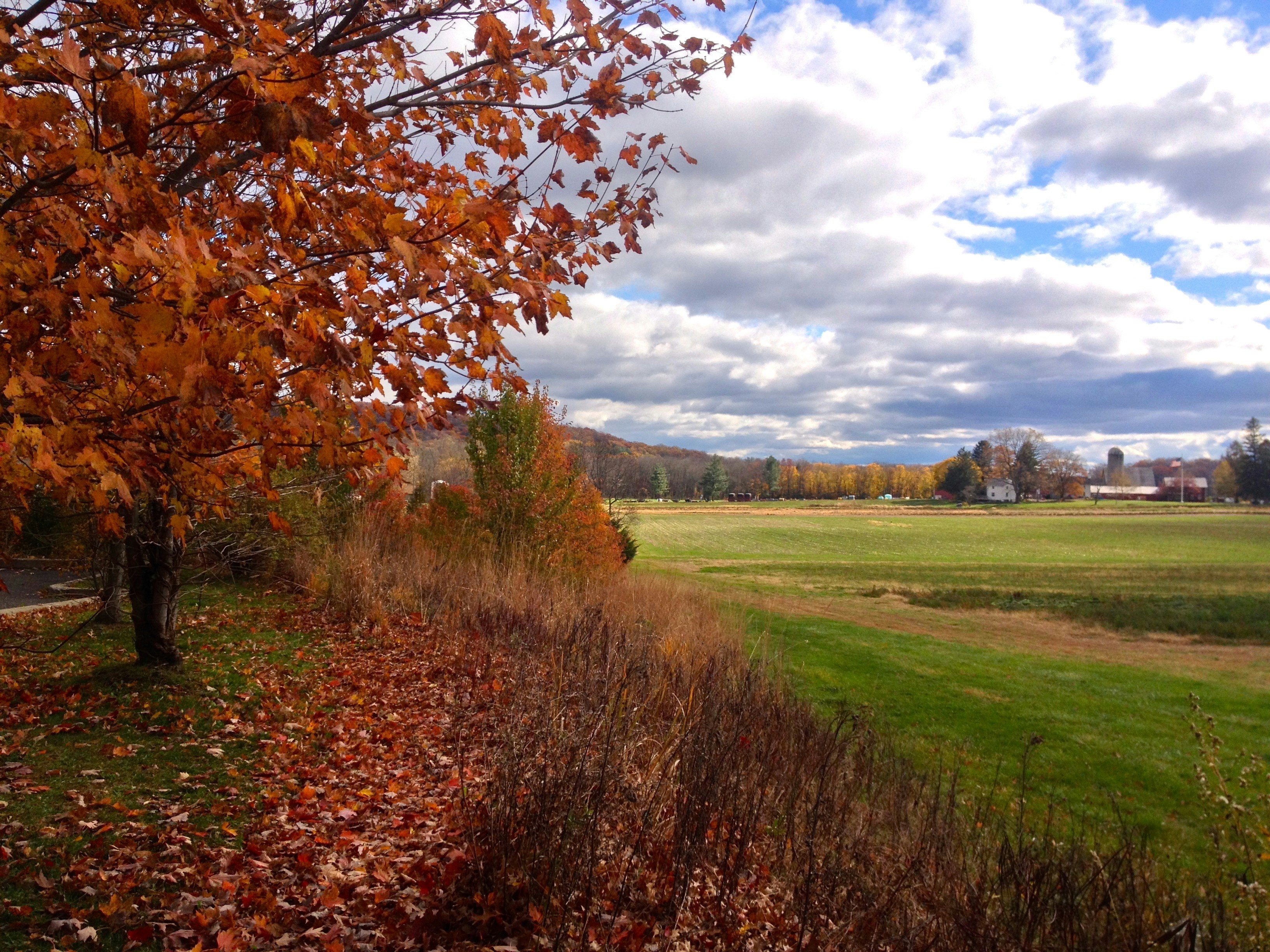 Free Unsplash photo from Elizabeth Pfeiffer