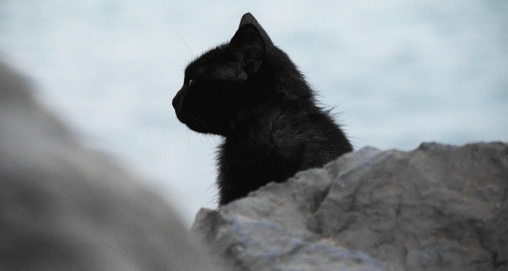 gato preto atrás da pedra