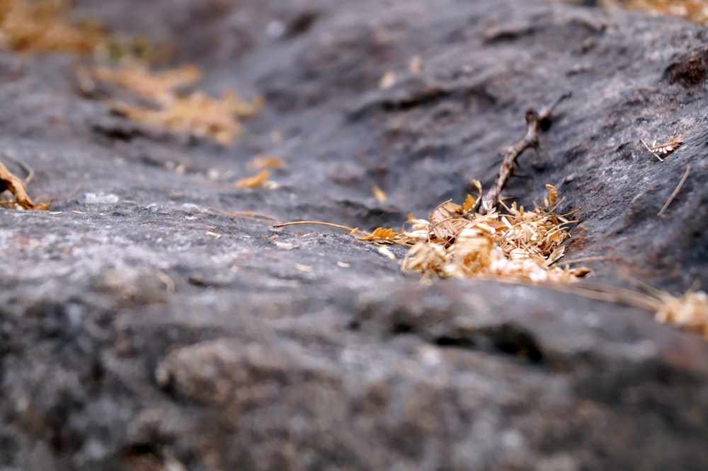 shallow focus photography on dry leaves on rock formation