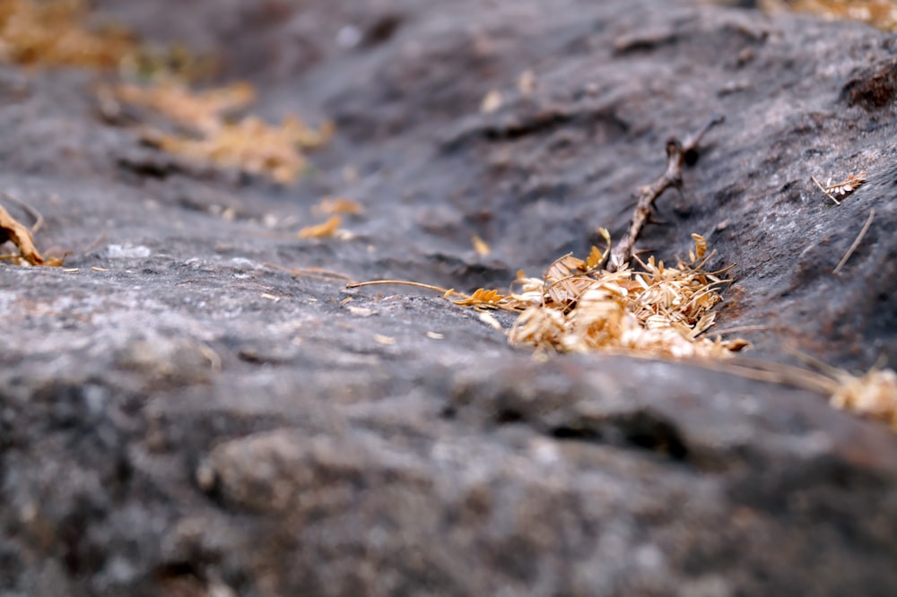 Fotografia a fuoco superficiale su foglie secche su formazioni rocciose