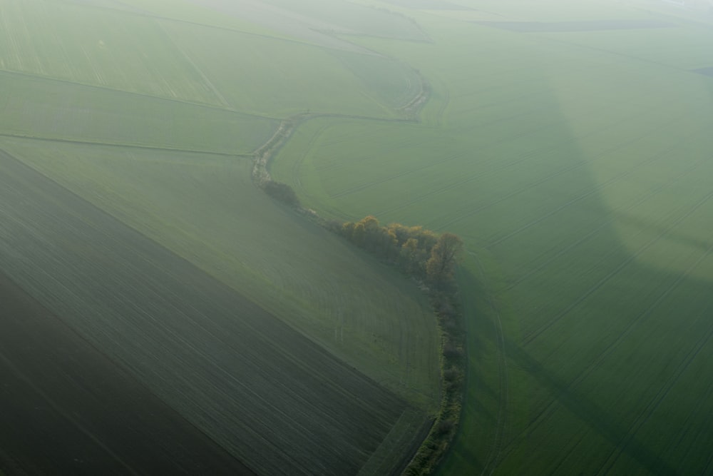 aerial photography of trees