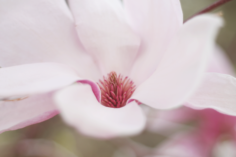 Foto de enfoque selectivo de primer plano de flor de pétalos rosados