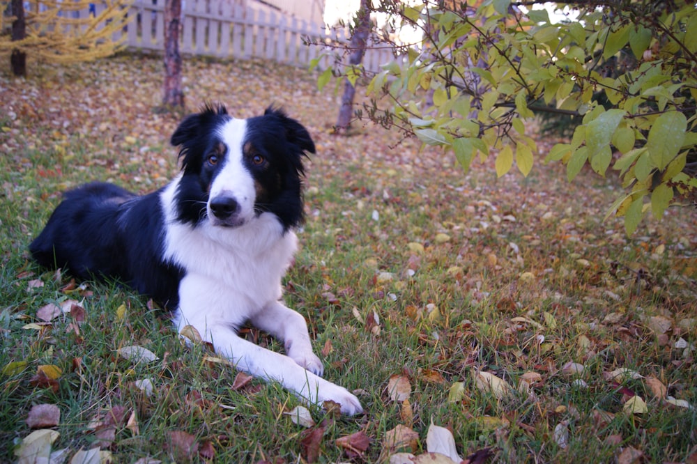 white and black Border Collie lying on ground near green leaf plant during daytime