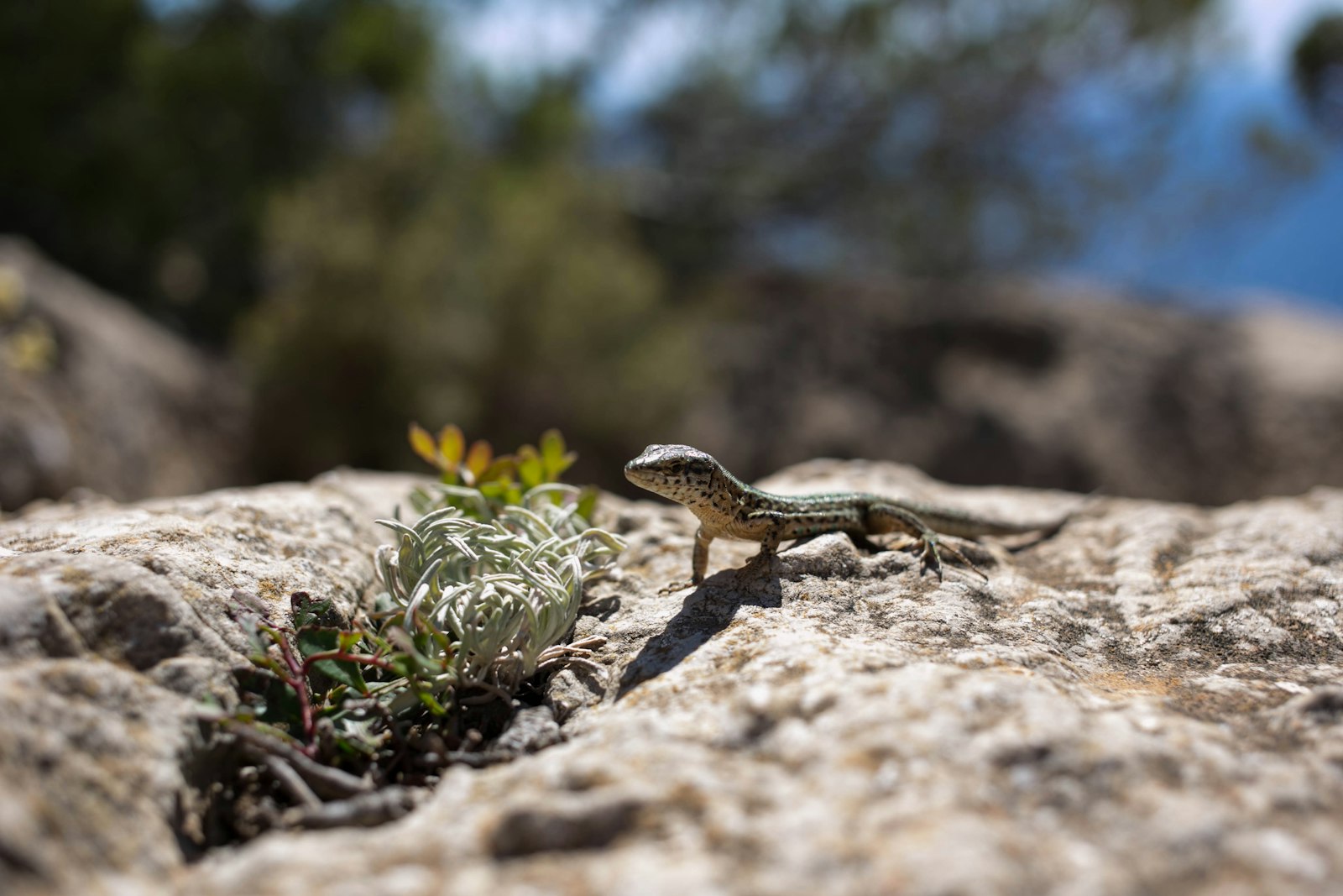 Canon EOS 6D + Canon EF 40mm F2.8 STM sample photo. Gray bearded dragon photography photography