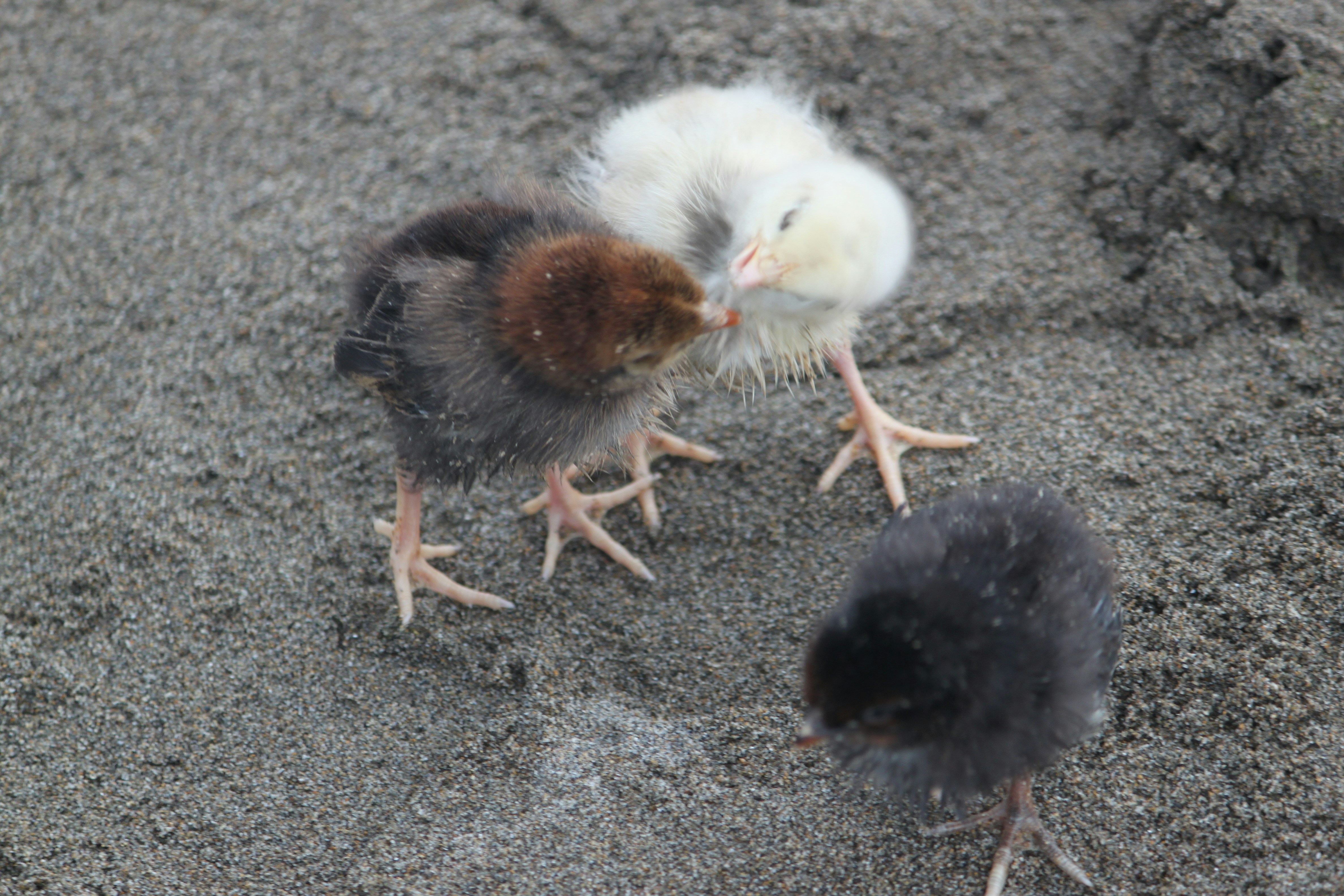 Free Unsplash photo from Mohammad Hossein Mojtahedi