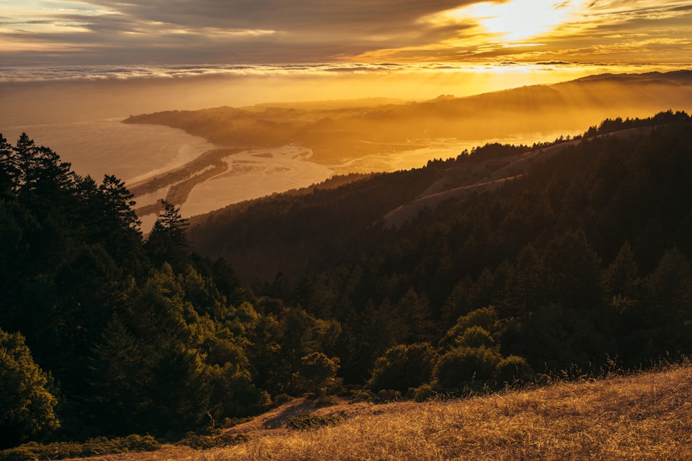 photo of forest growing on mountain side near large body of water