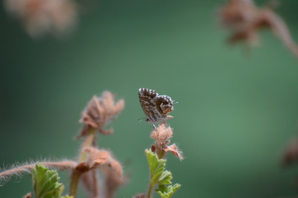 borboleta cinza empoleirada em flores marrons