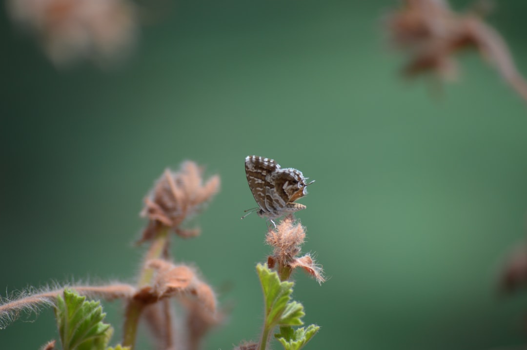 gray butterfly perched on brown flowers