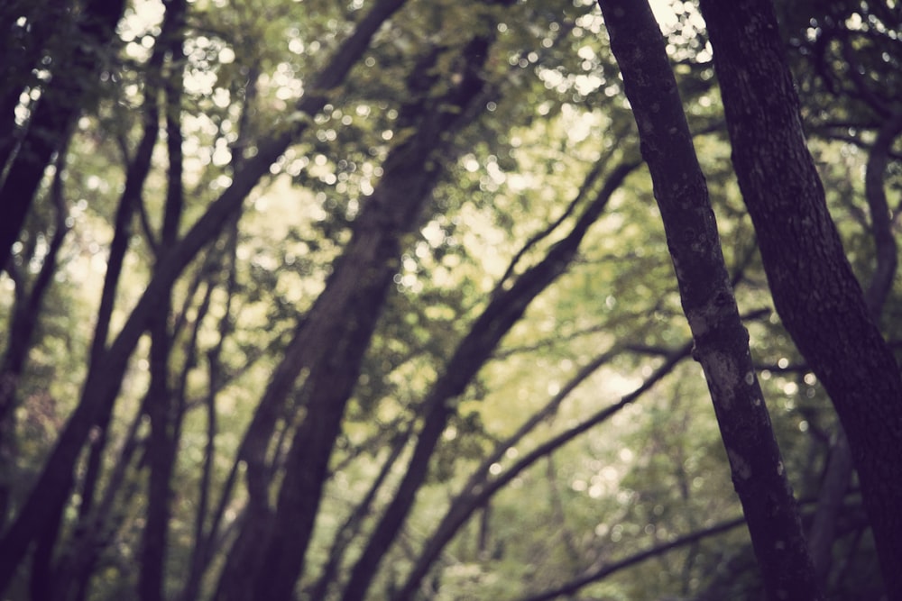 selective focus photography of tree