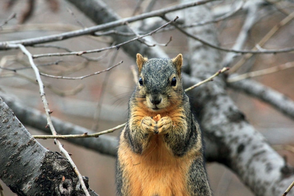 selective focus photography of squirrel