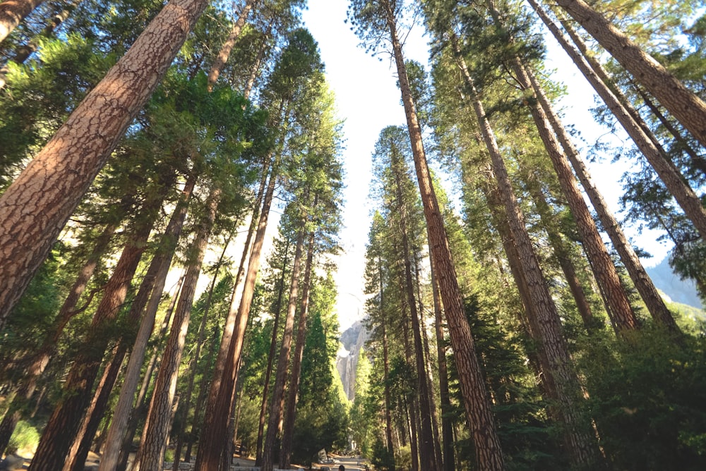 trees between pathway