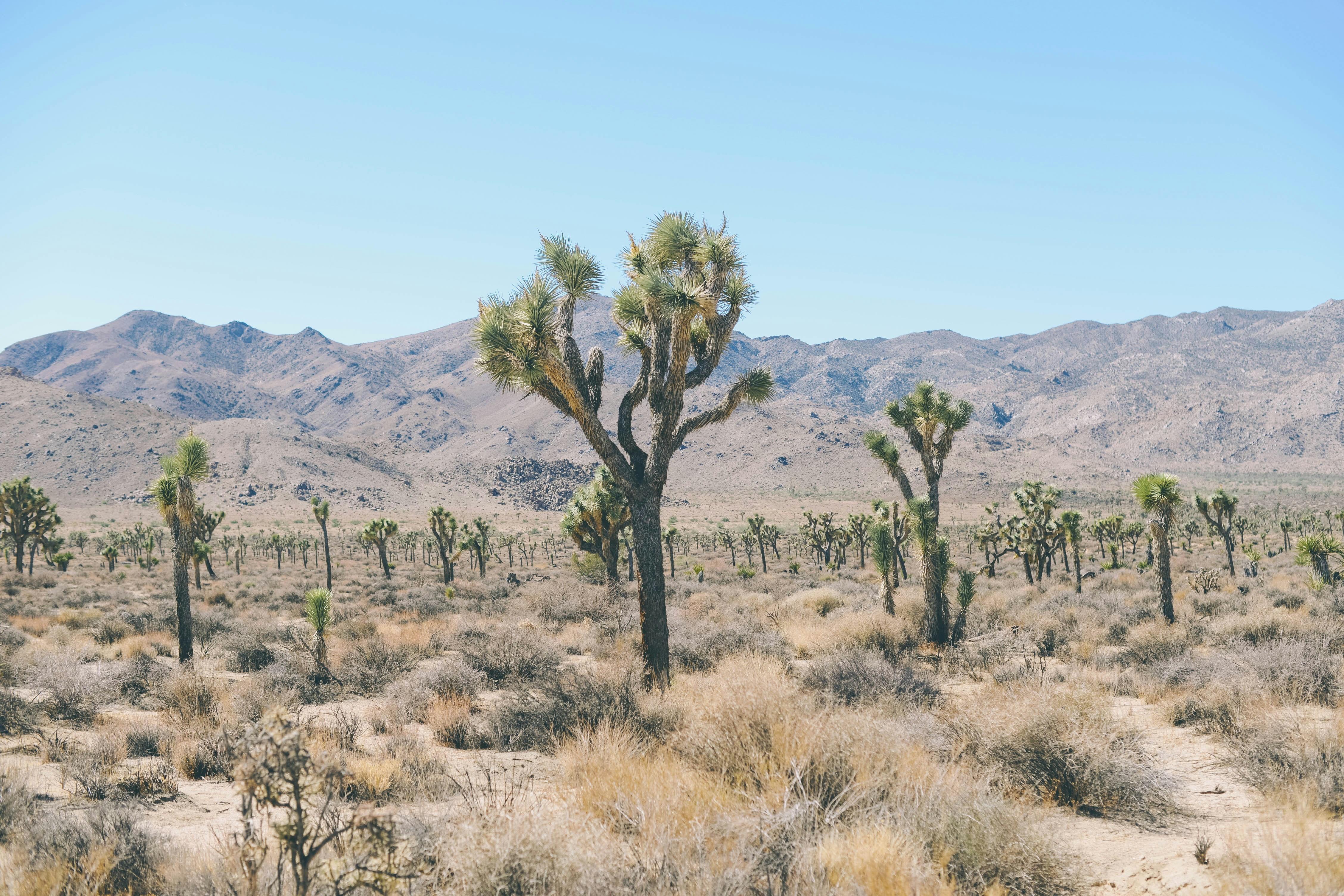Cholla cactuses near mountains