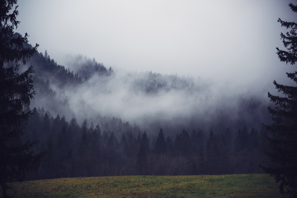 pine trees covered with fog under cloudy sky