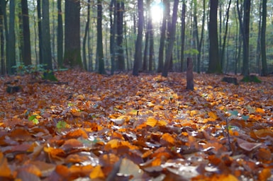 perspective and angle for photo composition,how to photograph autumn leaf blanket; dried leaves on ground