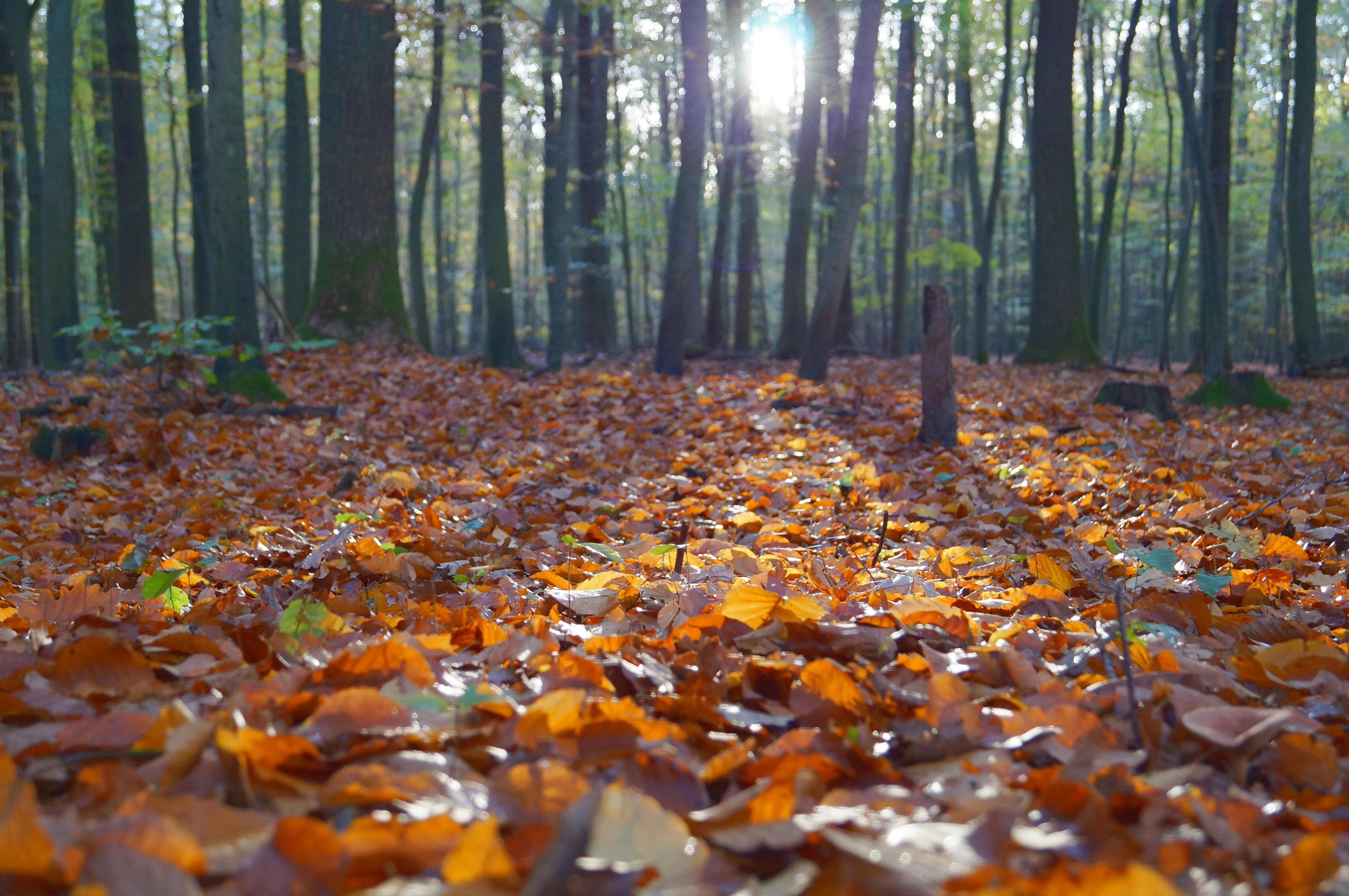 great photo recipe,how to photograph autumn leaf blanket; dried leaves on ground