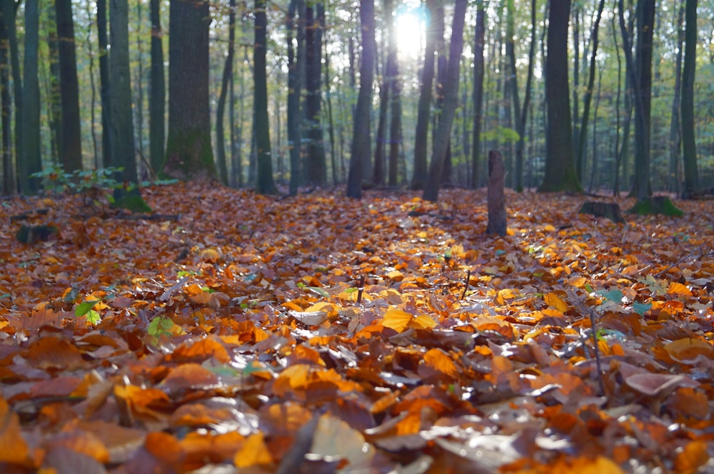 dried leaves on ground