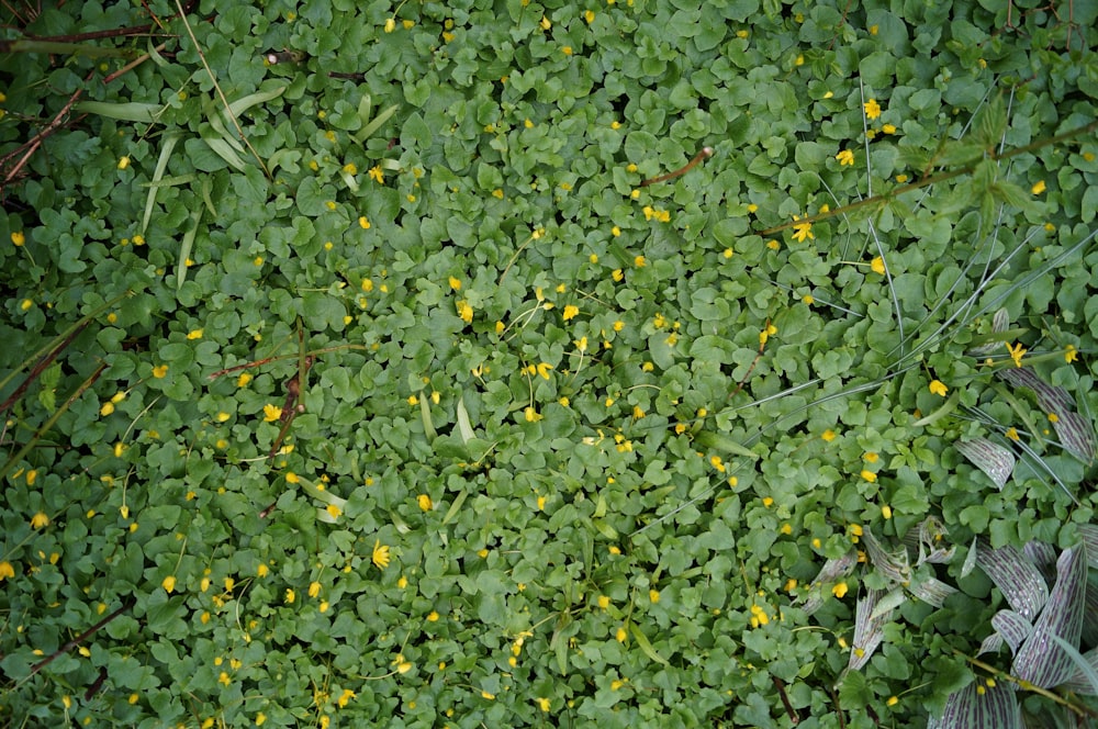 plantas de hojas verdes