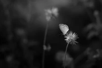 A serene canvas showing a butterfly resting on a blooming flower in soft light.