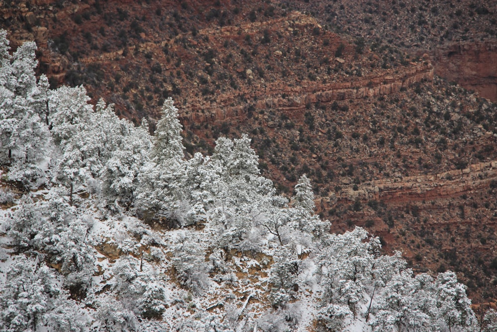 arbre couvert de neige blanche pendant la journée