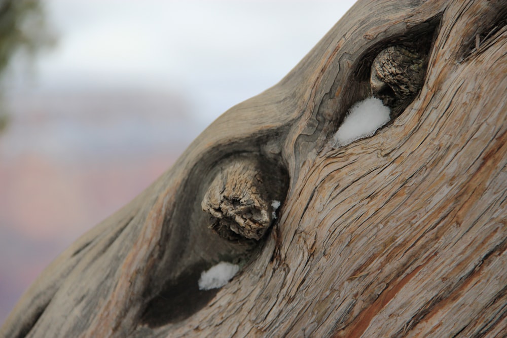 brown wood with water droplets