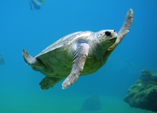 sea turtle under water