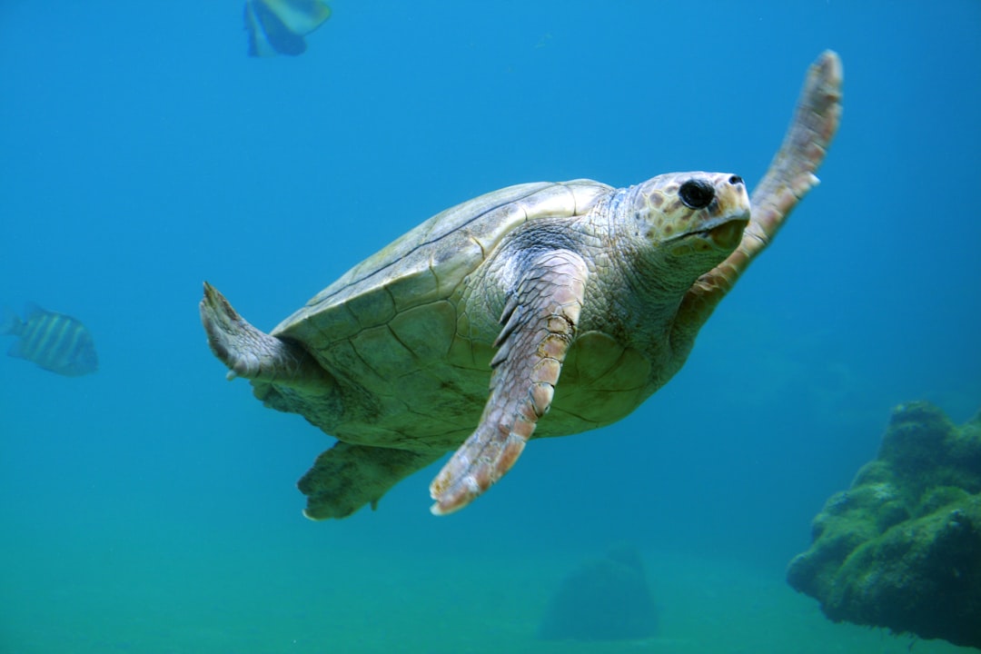 sea turtle under water,