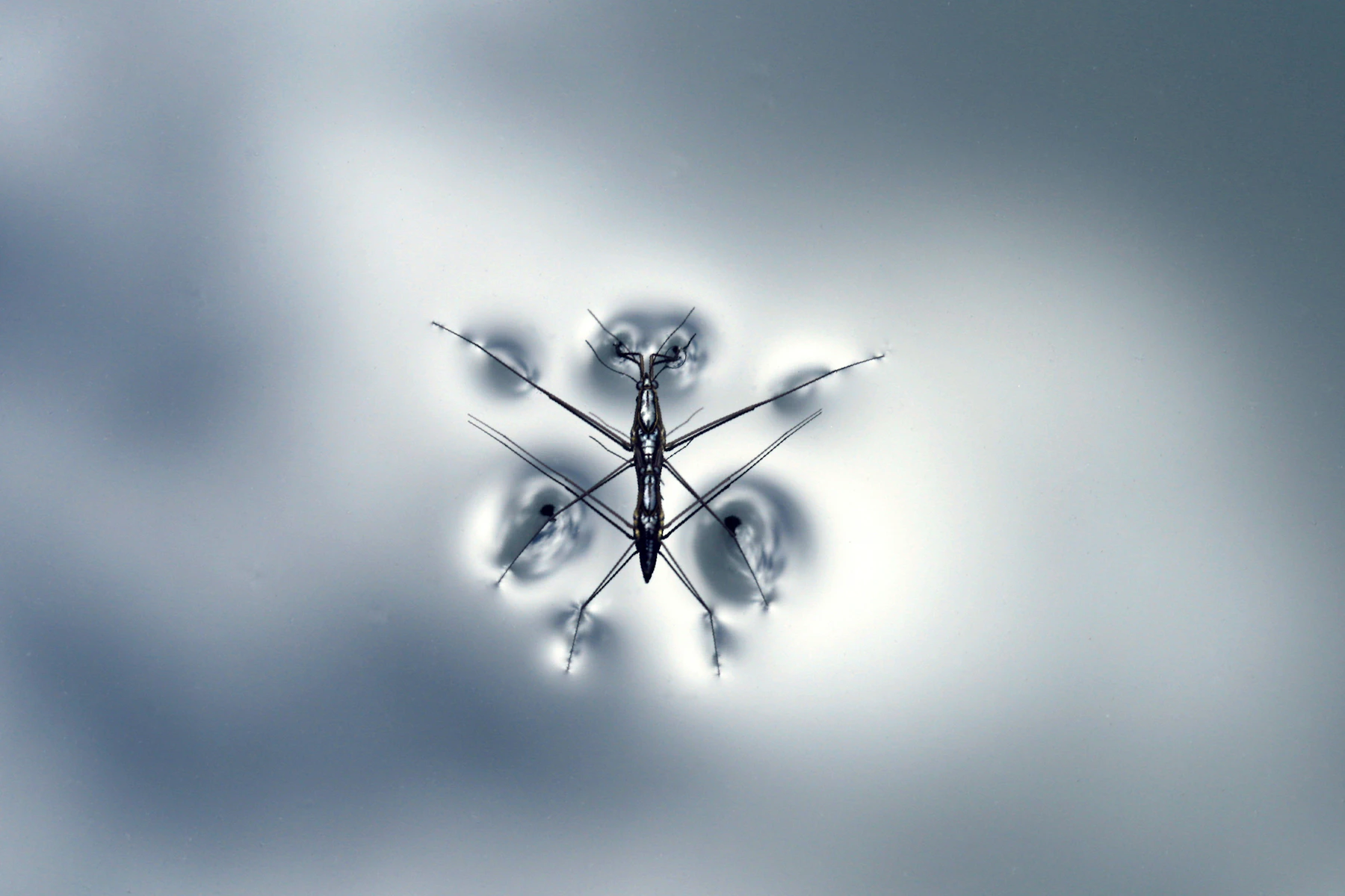 A water strider standing on the surface of still water, seen from above
