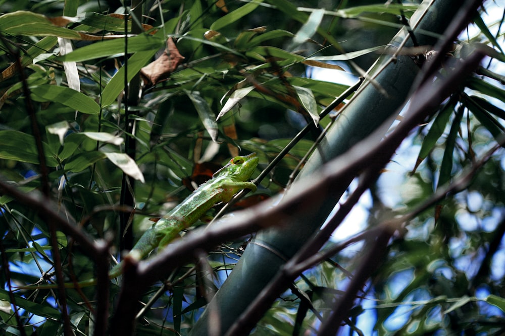 green lizard on branch at daytime