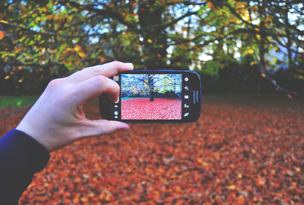 person using smartphone taking photo of tree