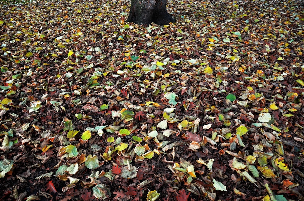 assorted leaves near tree trunk
