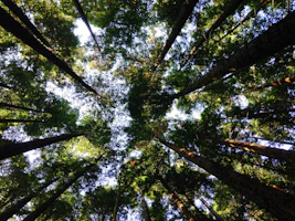 low-angle photography of tall tress during daytime