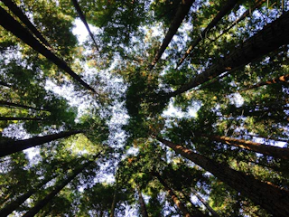 low-angle photography of tall tress during daytime