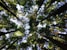 low-angle photography of tall tress during daytime