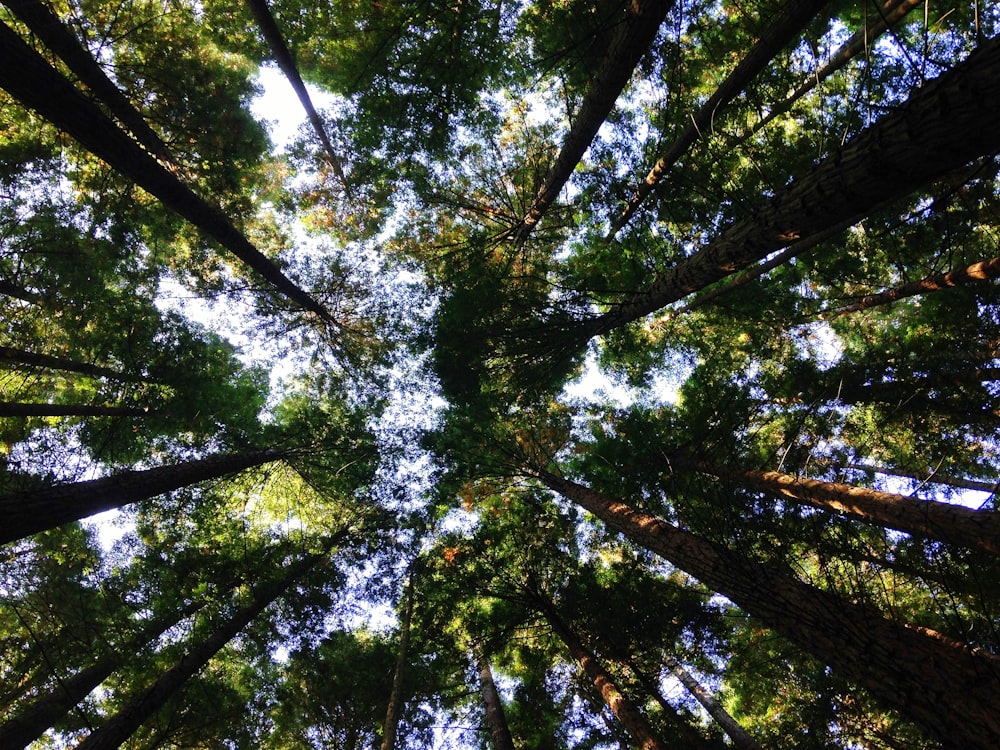 low-angle photography of tall tress during daytime